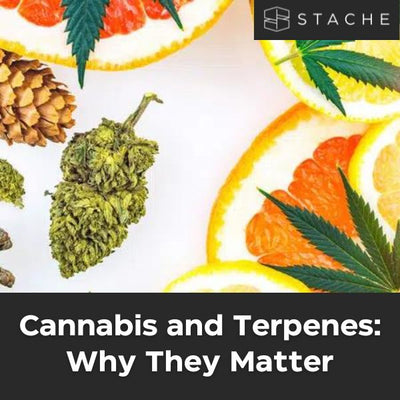 Cannabis and Terpenes: Why They Matter